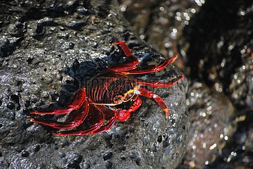 Sally Lightfoot crab on rock - Santa Cruz Galapagos