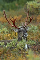Repos d'un Caribou avec andouillers sanguinolents Alaska USA