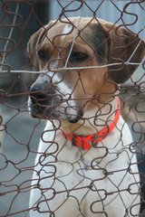 Porträt einer Hundegrenze der Korsika -Zwinger von Bastia