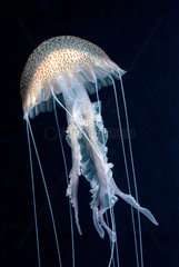 Mauve stinger jellyfish (Pelagia noctiluca) on black background  Mediterranean Sea