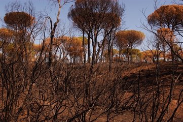 Forêt brulée dans le massif des Maures été 2003