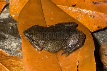 Albina Surinam Toad on a leaf Guyana