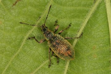 Weevil posed under a leaf Belgium
