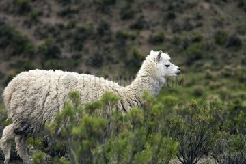 Alpaca watching in the vegetation Chivay region Peru