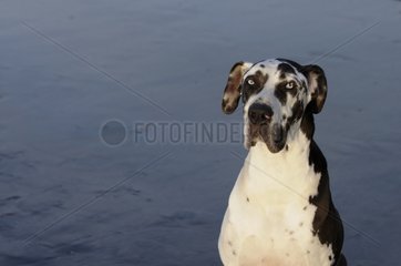 Portrait of a German mastiff on the beach France