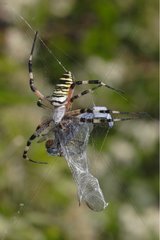 Wasp Spider in web