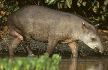 Männliches terrestrisches Tapir in einem Brasilien -Pantanal -Wasserlauf