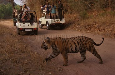 Tigre du Bengale traversant une piste PN Bandhavgarh Inde