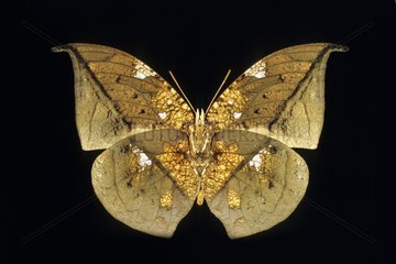 Butterfly Anaea Ecuador