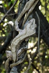 Crested Gecko camouflaged in a tree New Caledonia