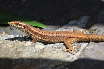 Madeiran lizard (Lacerta dugesii) on rock  Madeira  Portugal