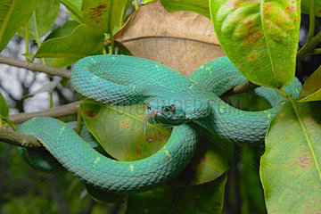 Side Striped Palm Pitviper (Bothriechis lateralis)  Costa Rica