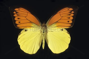 Butterfly Hebomoia Indonesia