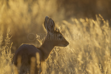 Steenbok (Raphicerus campestris). Young male in the late evening. Kalahari Desert  Kgalagadi Transfrontier Park  South Africa.