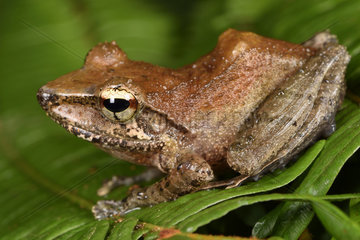 Banded Madagascar Frog (Gephyromantis redimitus)  Andasibe  Perinet  Alaotra-Mangoro Region  Madagascar