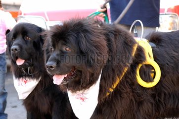 Newfoundland dogs trained and kitted for water rescuing