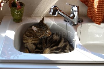 Cat laid down in a sink France