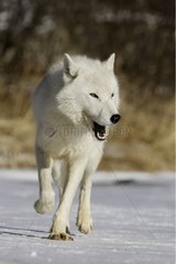 Wolf walking in the snow in the USA