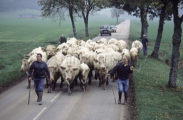 Züchter leiten eine Herde von Charolais auf einer Straße