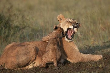 Lioness and lion cub in the reserve of Masaï Mara Kenya