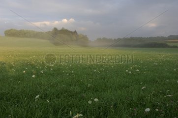Prairie à l'aube avant la fenaison dans les Vosges France
