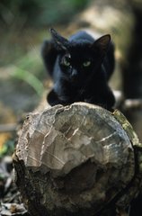 Schwarze Katze ruht auf einem Baumstamm Nepal