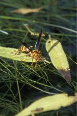 Golden paper wasp on watery grasses Arizona USA