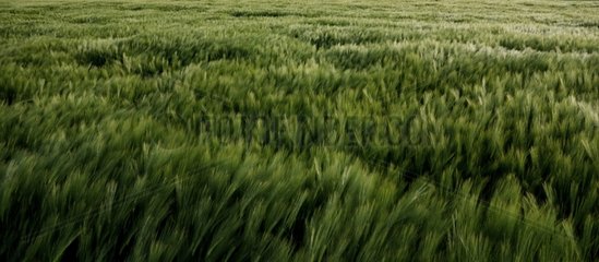 Getreidefelder in den Ebenen  die Windeffekte unterliegen