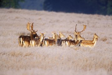 Herd of Fallow deers in frozen meadow Great Britain