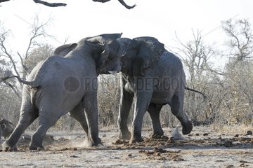 Elephants males fighting the water point in Savuti
