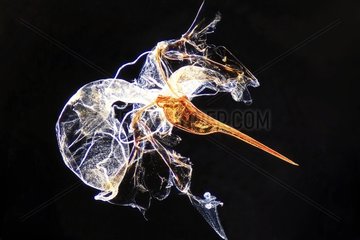 Stinger with venom pouch of honey bee under microscope