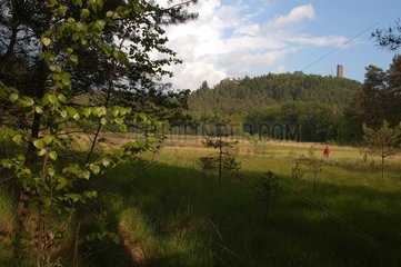 Waldeck Torf Moor in Vosges du Nord Regional Natural Park