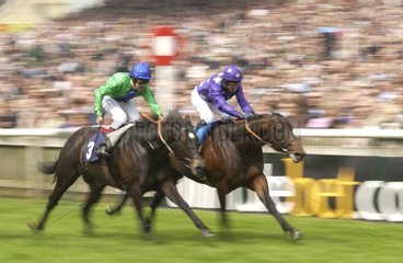 Horses and jockeys in race on a hippodrome