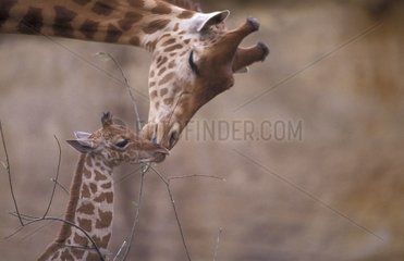 Girafe femelle léchant la tête de son girafon