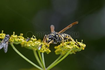 Close-up of a Social wasp gathering pollen on Umbel France