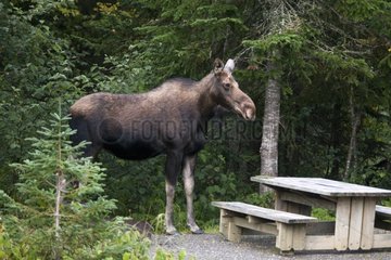 Female Elk crossing a campground Gaspesie NP Quebec
