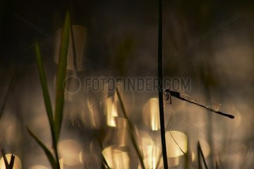 Silhouette eines blauschwanzigen Damself-Méjean-Sumpfes