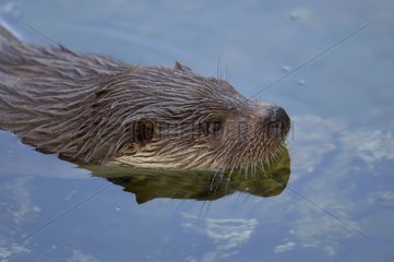 Eurasischer Otter taucht auf der Oberfläche des Wassers Frankreich auf