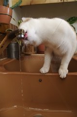 Male European cat drinking at kitchen faucet France