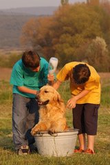 Enfants lavant un golden retriever