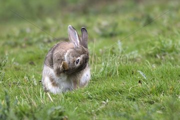 Wilder Kaninchen sitzt im Gras und macht seine Toilette