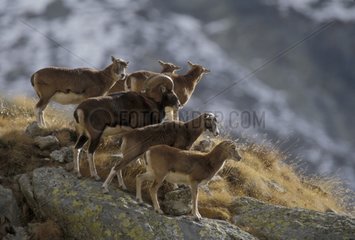 Gruppe von Mouflons Frankreich