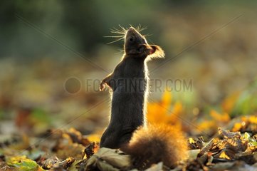Rote Eichhörnchen im Herbst ile-de-france Frankreich