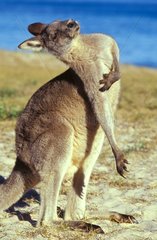 Kangourou gris de l'Est se grattant Australie