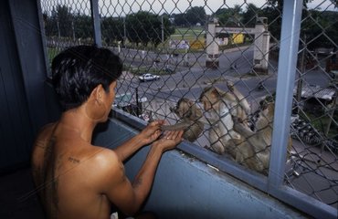 Offrandes faites à de jeunes Macaques crabiers Thaïlande