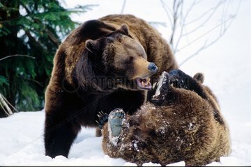 Ours bruns jouant dans la neige PN Bayerischer Wald