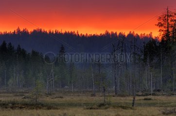 Finnish forest at twilight Kainuu Finland