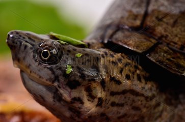 Portrait of young Loggerhead musk turtle profile shot