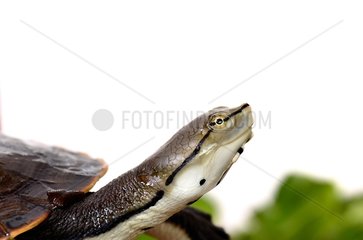 Young Hilaire's Side-nacked Turtle on white background