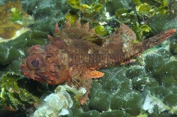 Scorpionfish posed on mediterranean sea bottom